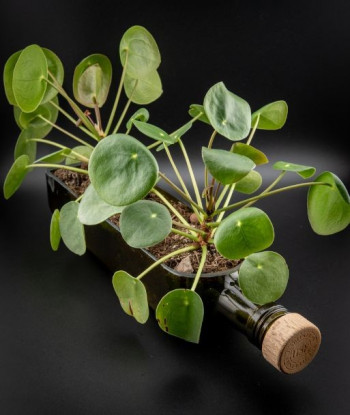 Vase Héloïse