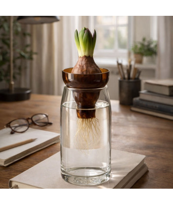 Pour faire pousser bulbes et fleurs simplement dans l’eau.