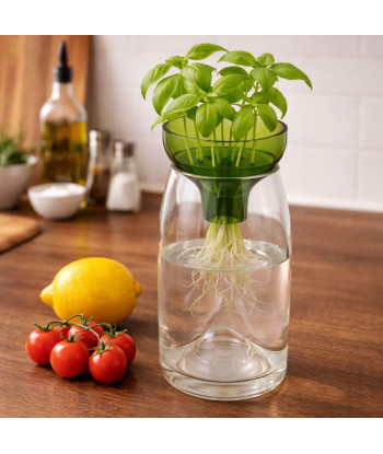 Coupelle de germination en situation.
Vase non inclus.